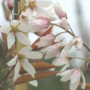 Amelanchier x grandiflora 'Robin Hill' 12L