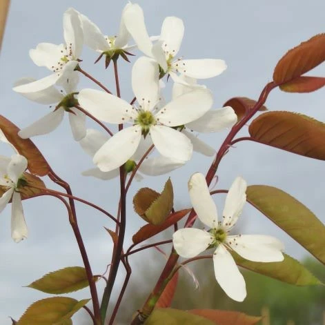 Amelanchier laevis 'Snowflakes'