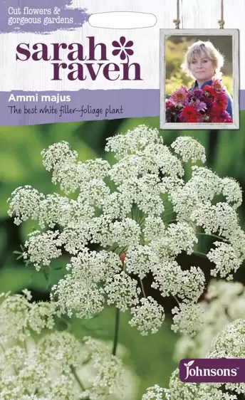 Ammi majus - image 1