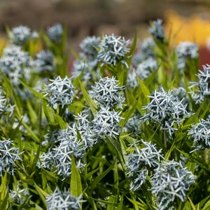 Amsonia tabernaemontana var. salicifolia