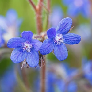 Picture Credit - ©Farplants Sales Ltd