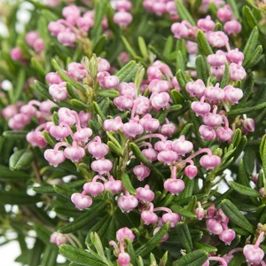 Andromeda polifolia 'Blue Ice' - image 1