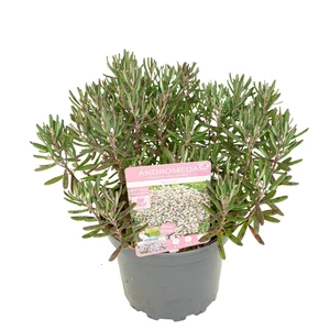 Andromeda polifolia 'Blue Ice' - image 3