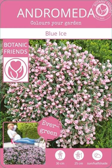 Andromeda polifolia 'Blue Ice' - image 4