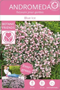 Andromeda polifolia 'Blue Ice' - image 4