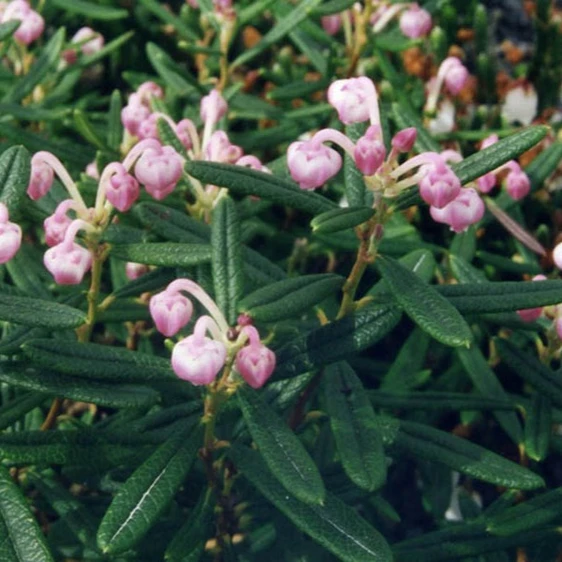 Ghislain118 (AD) http://www.fleurs-des-montagnes.net, CC BY-SA 3.0 <https://creativecommons.org/licenses/by-sa/3.0>, via Wikimedia Commons