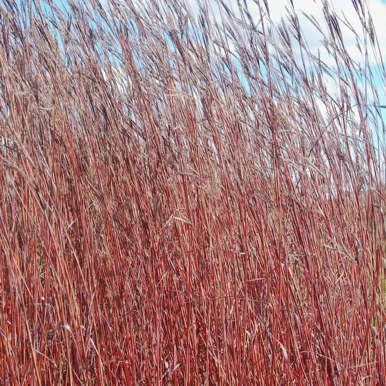 Andropogon gerardii 'Red October'