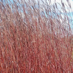 Andropogon 'Red October'