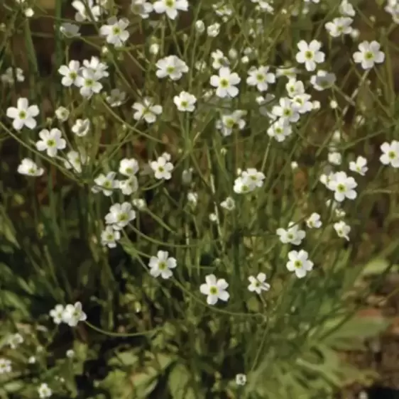 Androsace septentrionalis 'Stardust' 9cm