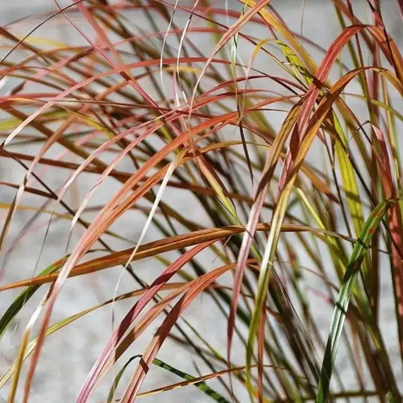 Anemanthele lessoniana (Stipa arundinacea) 3L
