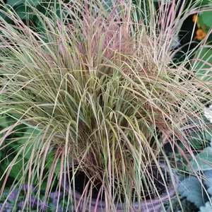 Anemanthele lessoniana 'Sirocco' 9cm