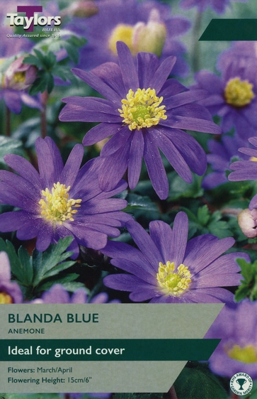 Anemone Blanda Blue