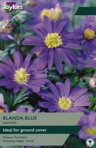 Anemone Blanda Blue