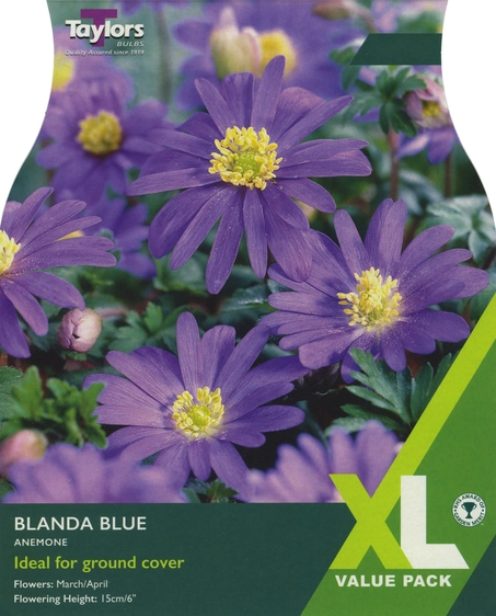 Anemone Blanda Blue