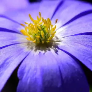 Anemone blanda 'Blue Shades' 9cm - image 2