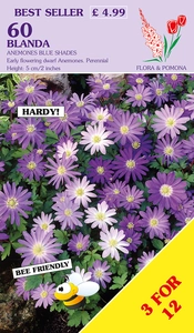 Anemone blanda Blue Shades