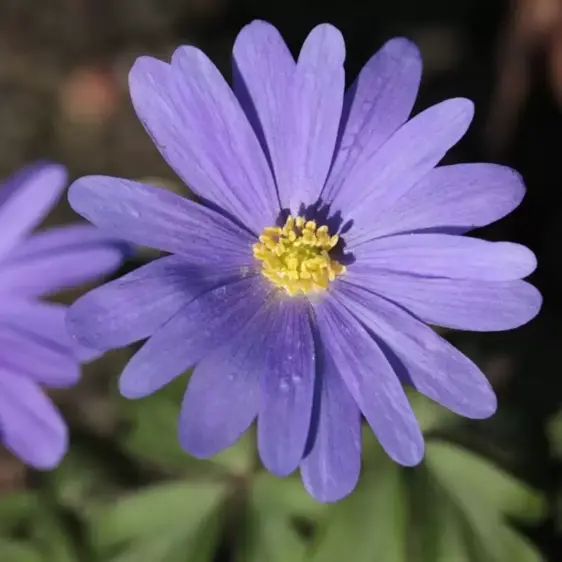Anemone blanda 'Blue Shades' 9cm - image 1