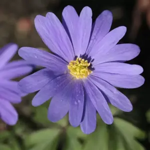 Anemone blanda 'Blue Shades'
