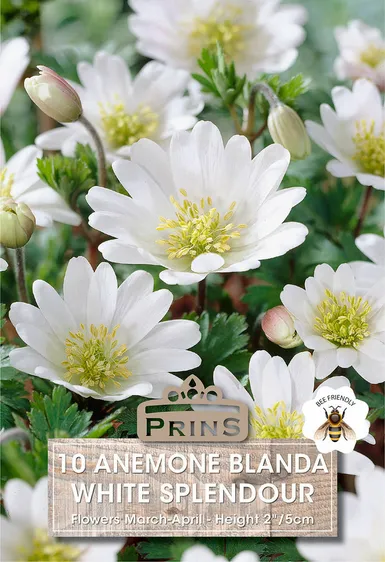 Anemone blanda White Splendour