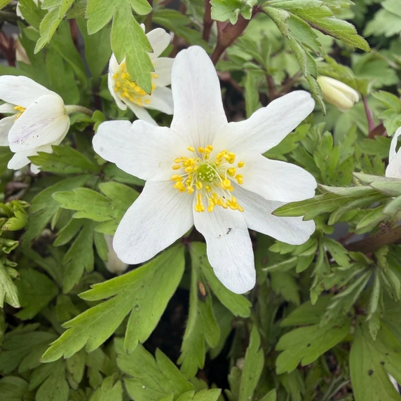 Picture Credit - John Jearrard