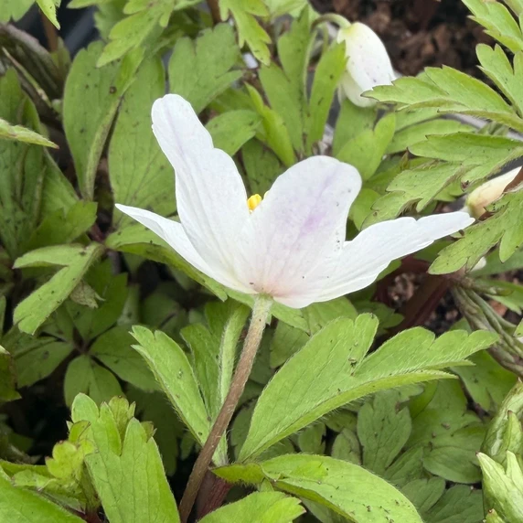 Anemone nemorosa 'Bressingham Blush' - image 2