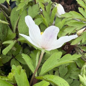 Anemone nemorosa 'Bressingham Blush' - image 2