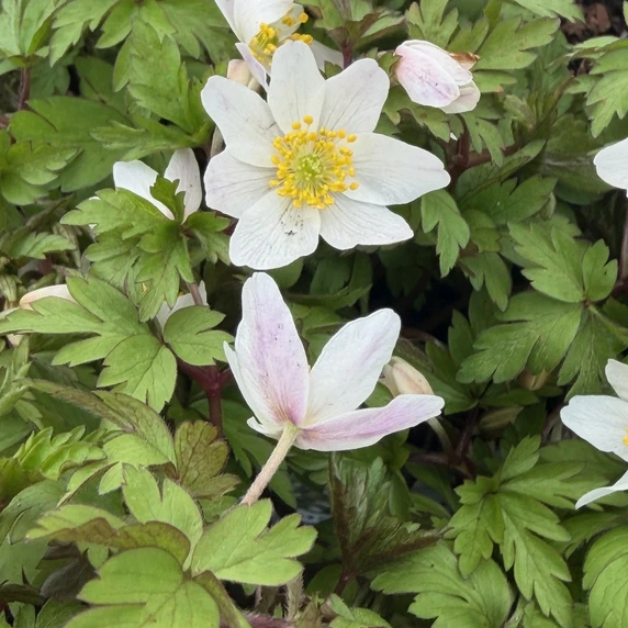 Anemone nemorosa 'Bressingham Blush' - image 3