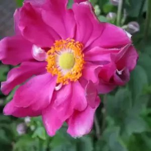 Anemone hupehensis var. japonica 'Bressingham Glow' 3L - image 2