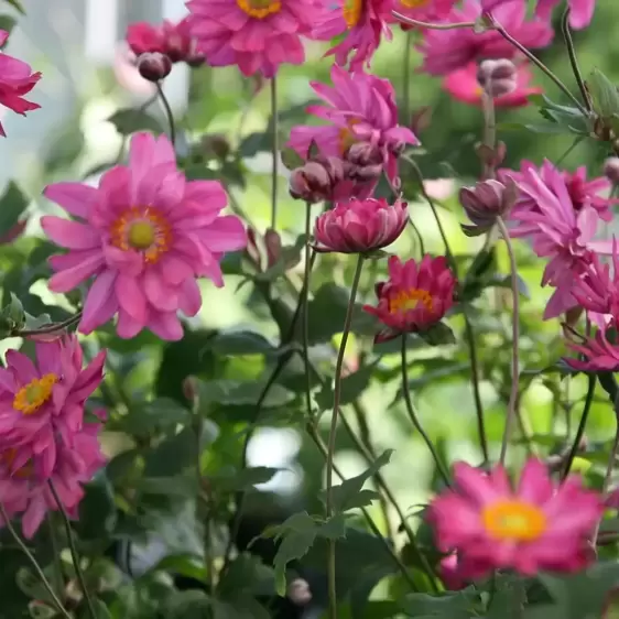 Anemone hupehensis var. japonica 'Bressingham Glow' 3L - image 1