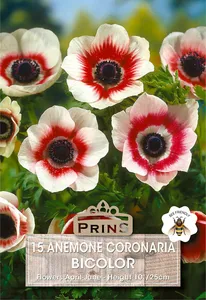 Anemone coronaria Bicolor