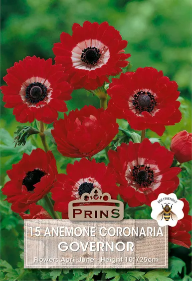 Anemone coronaria Governor