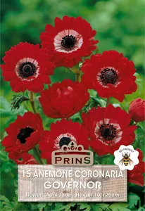 Anemone coronaria Governor