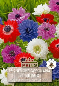 Anemone coronaria St. Brigid