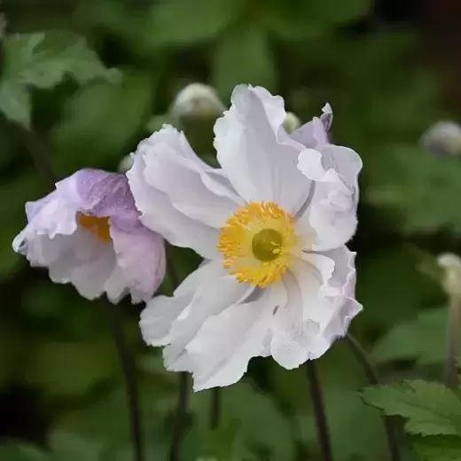 Anemone 'Dreaming Swan' 1L