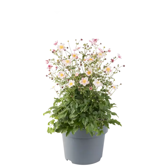 Anemone 'Emmy Pink Blush' - image 2