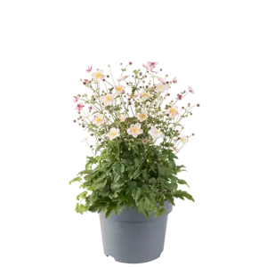 Anemone 'Emmy Pink Blush' - image 2