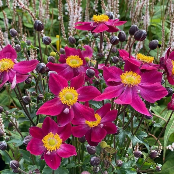 Anemone 'Fantasy Ariel'