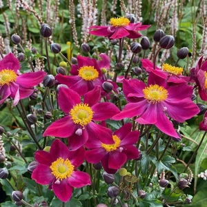 Anemone 'Fantasy Ariel'