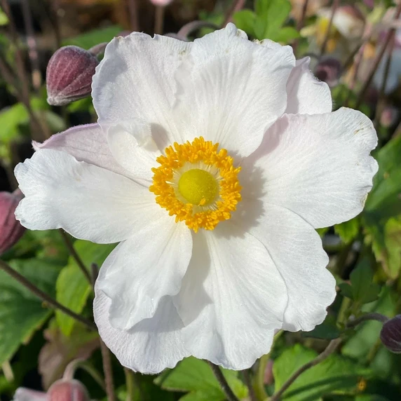 Anemone 'Fantasy Elsa'