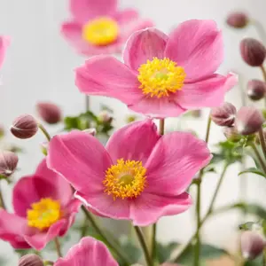 Anemone 'Fantasy Jasmine' - image 1