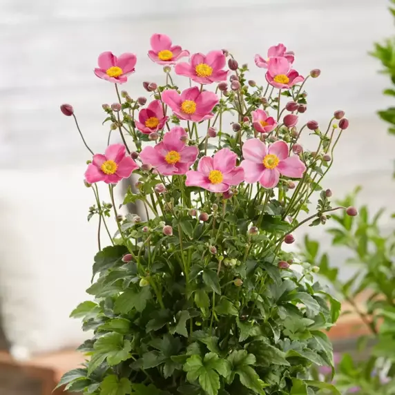 Anemone 'Fantasy Jasmine' - image 2