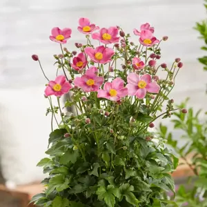 Anemone 'Fantasy Jasmine' - image 2
