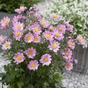 Anemone Fantasy™ ‘Pocahontas’ 2L