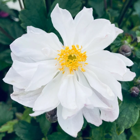 Anemone 'Fantasy Rapunzel'