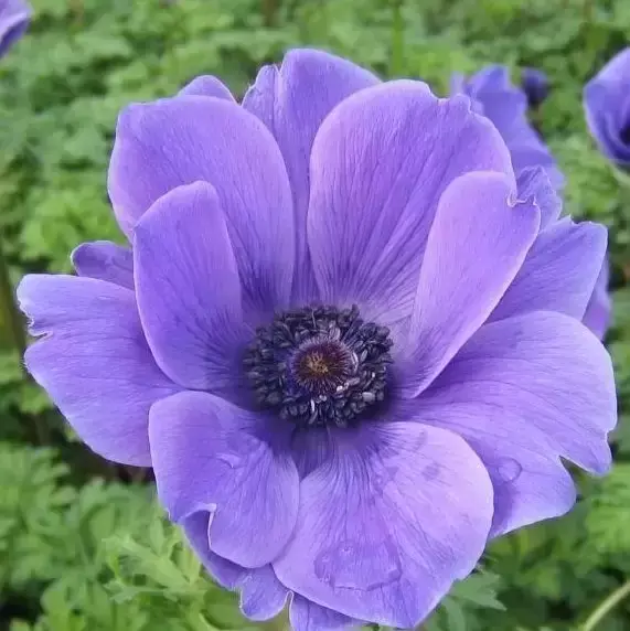 Anemone coronaria 'Harmony Blue' 10.5cm