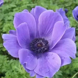 Anemone coronaria 'Harmony Blue' 1L - image 2