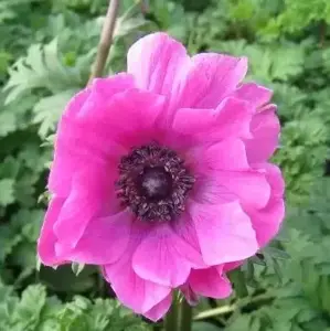Anemone 'Harmony Orchid'