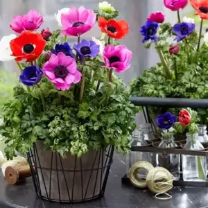 Anemone coronaria 'Harmony Orchid' 10.5cm - image 2
