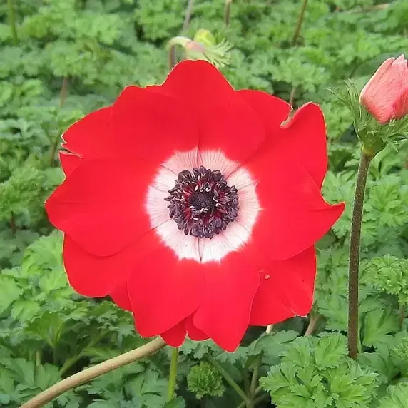 Anemone coronaria 'Harmony Scarlet' 10.5cm - image 1