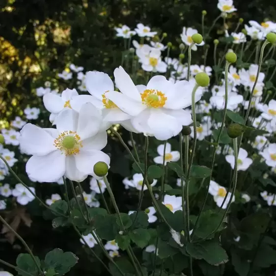 Anemone x hybrida 'Honorine Jobert' - Photo Credit Walters Gardens, Inc